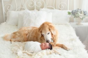 vancouver newborn photography - dog
