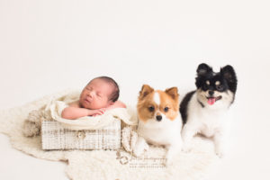 newborn baby boy with 2 dogs in a white background