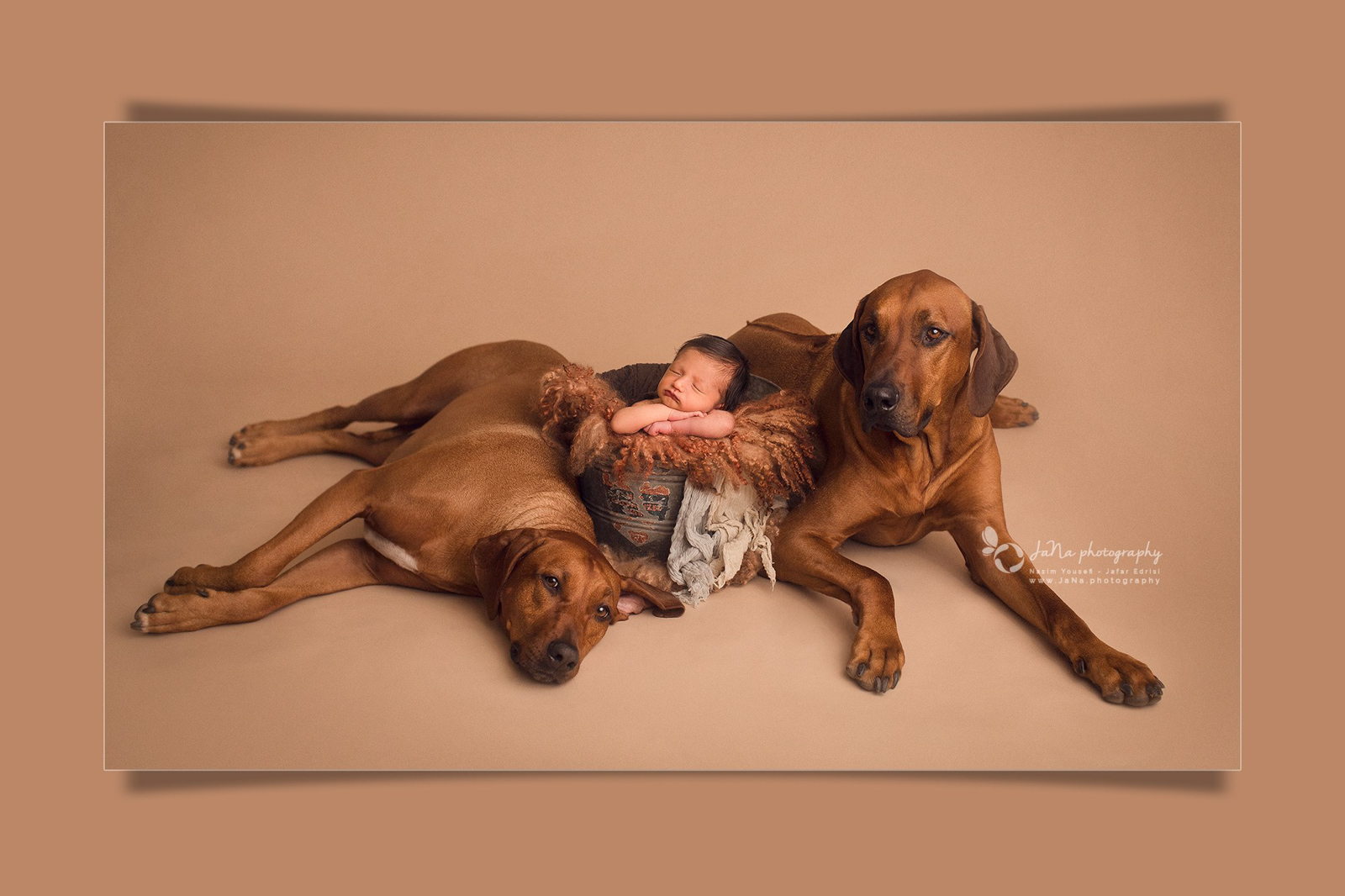 vancouver newborn photography with 2 dogs in a brown setup