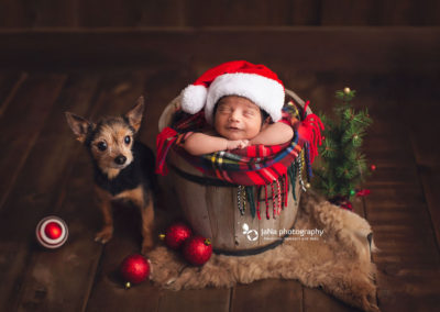 Christmas newborn photography - smile - small dog