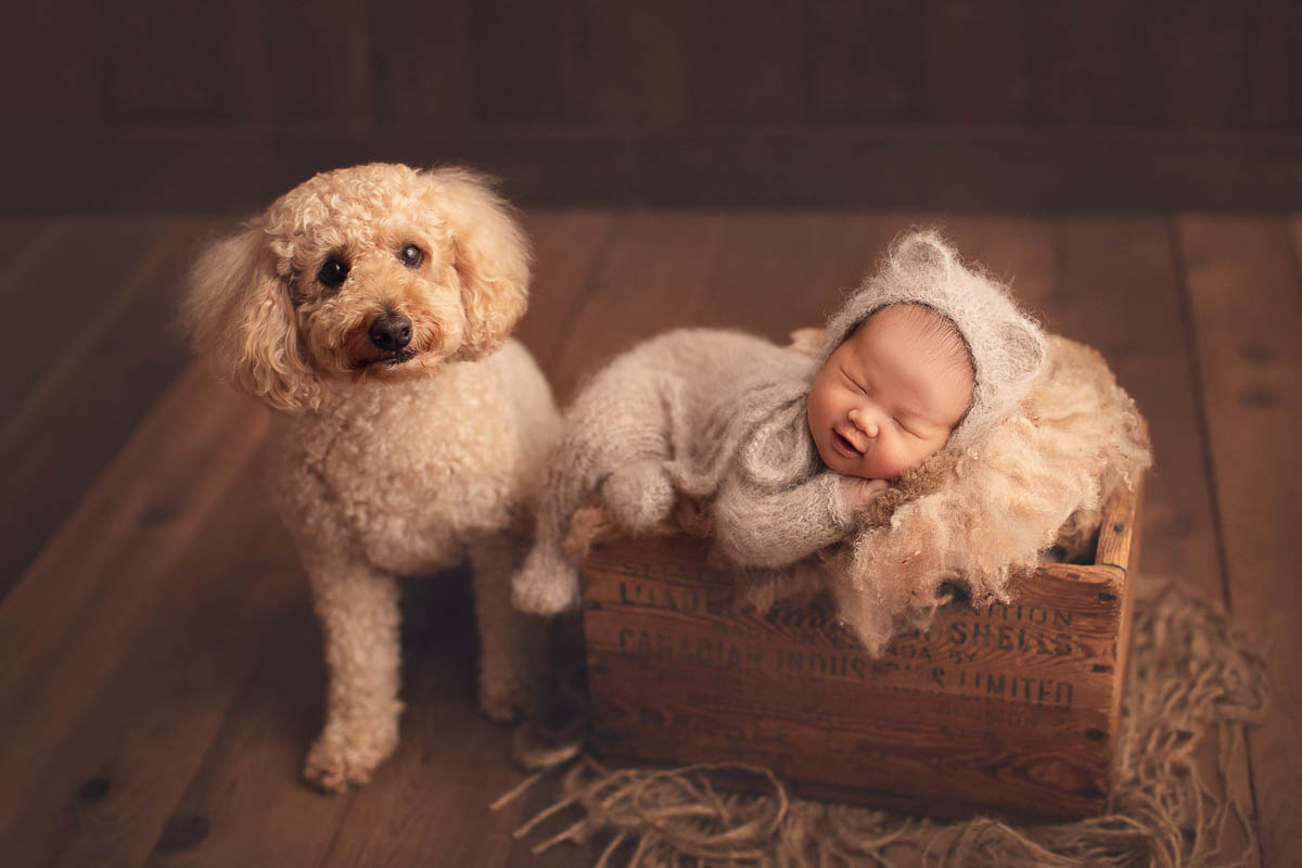 Goldendoodle dog and newborn baby boy in brown bed setup